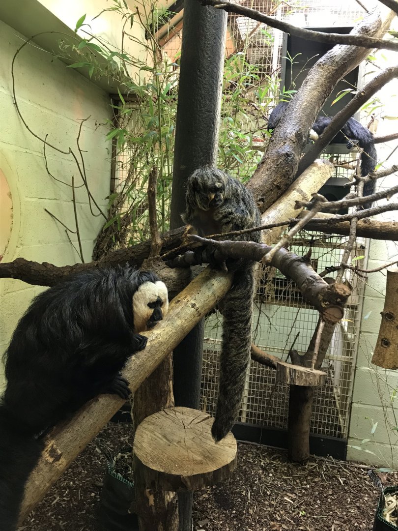 White-faced sakis 110519