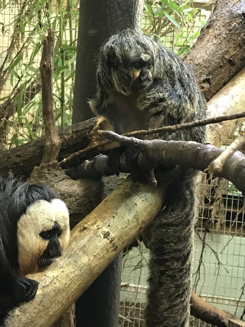 White-faced sakis 110519