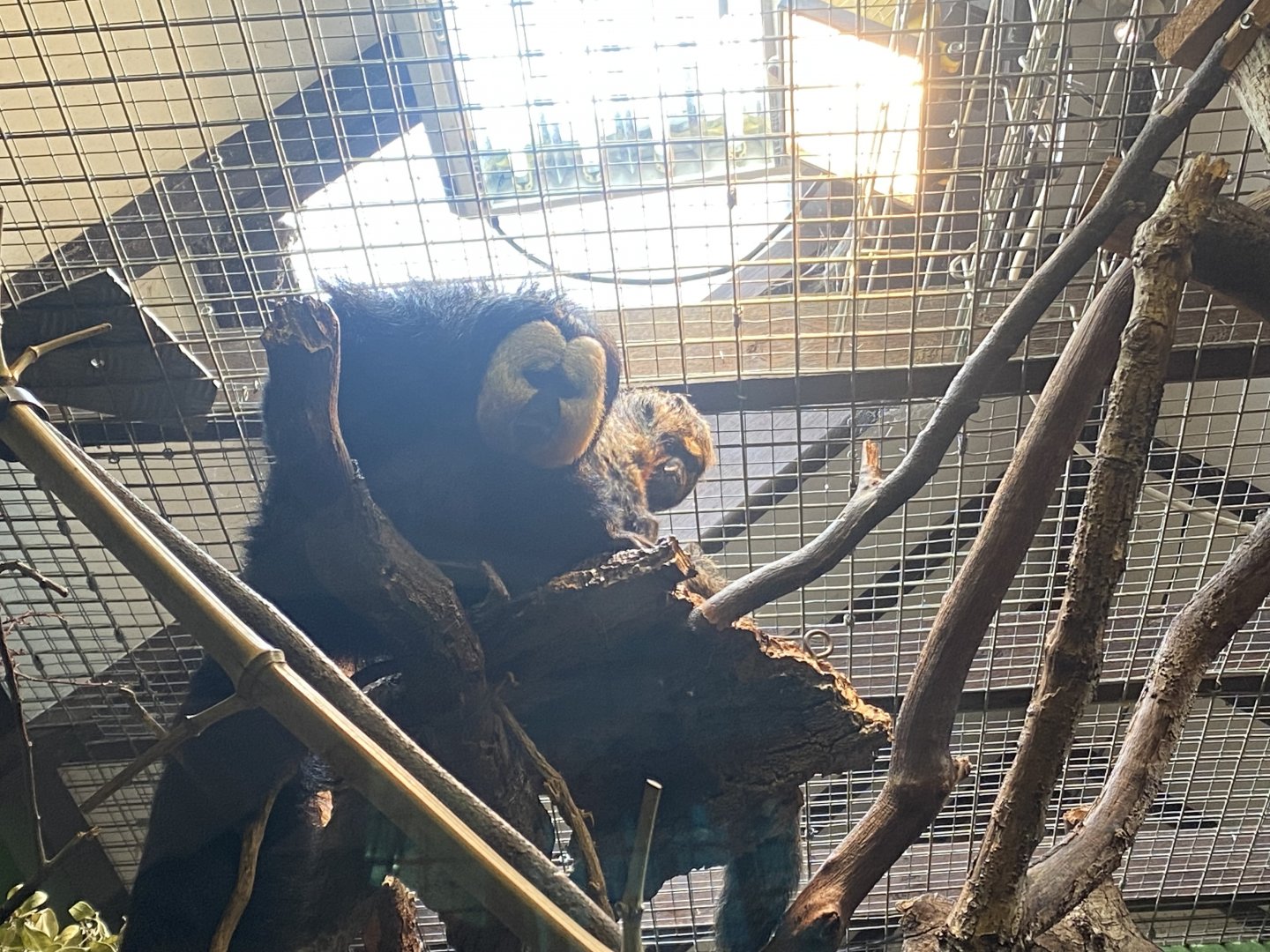 White-faced sakis 150725