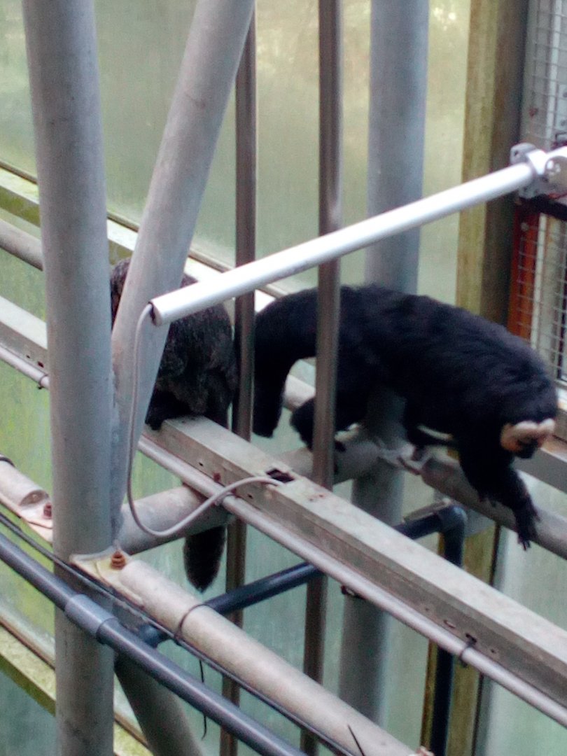 White-faced sakis climbing-9/25