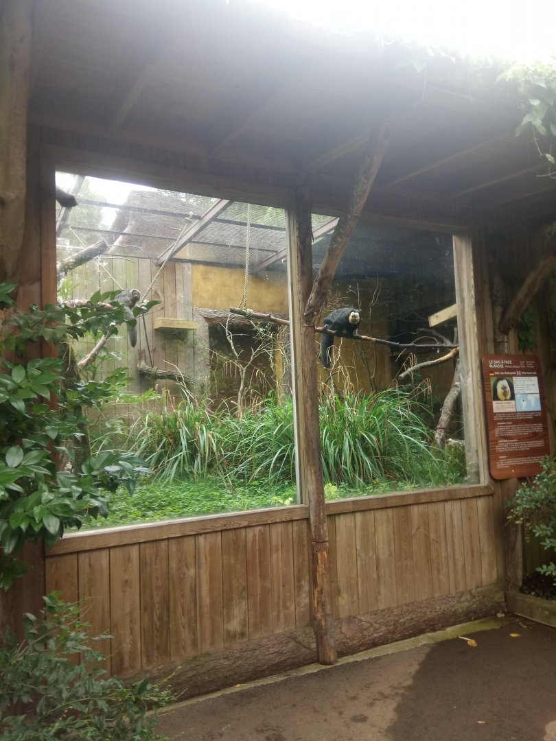 White-faced Sakis Exhibit