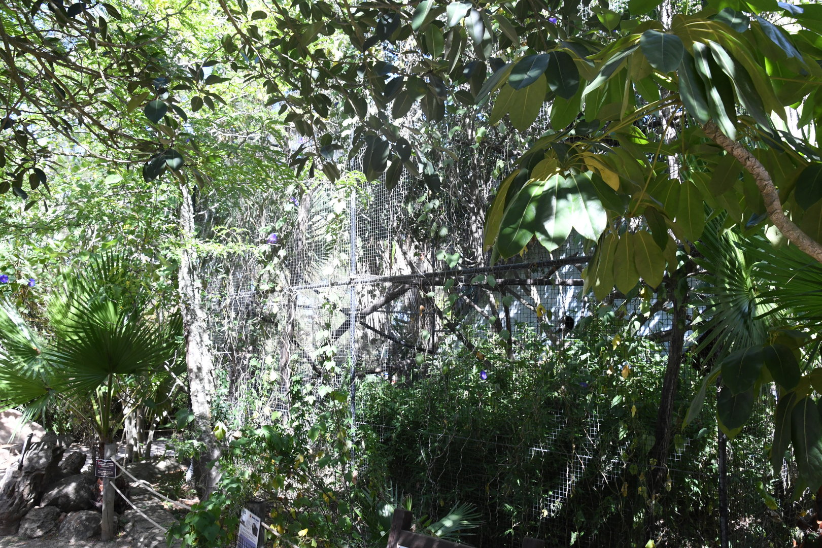 White-faced Sakis exhibit