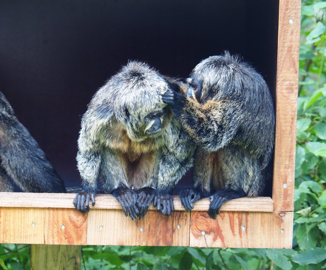 White-faced sakis (Pithecia pithecia), 2019-07-21