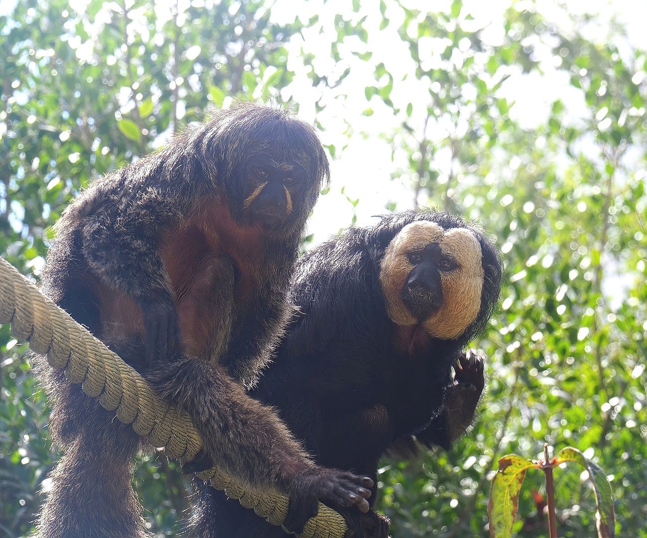 White-faced sakis (Pithecia pithecia), 2022-08-28