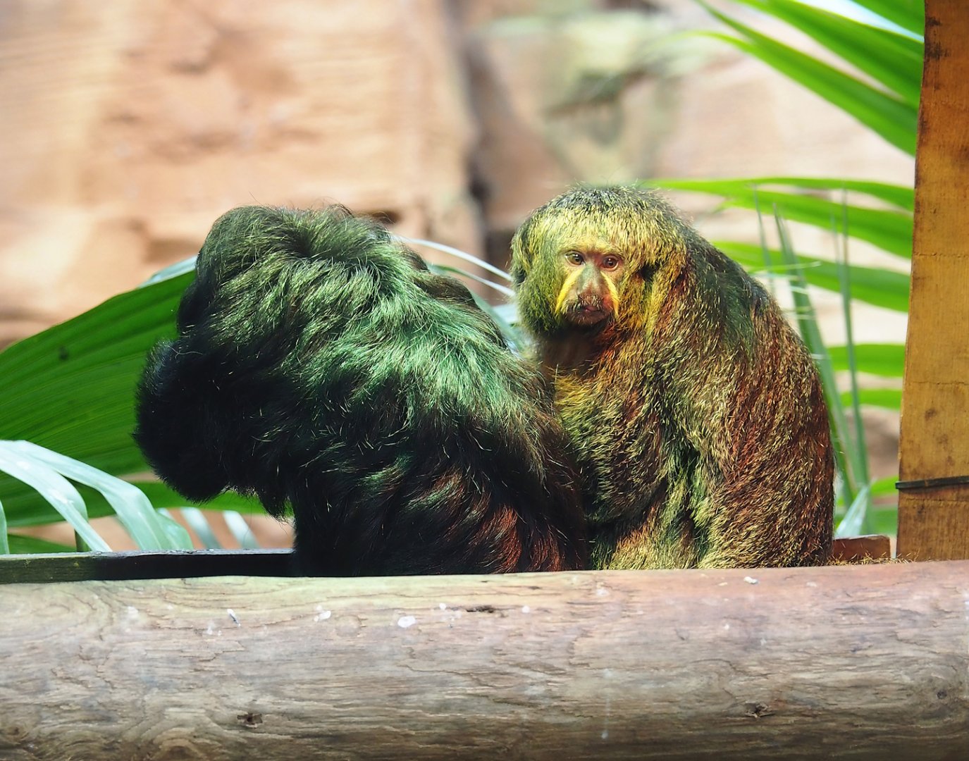 White-faced sakis (Pithecia pithecia), 2023-05-15