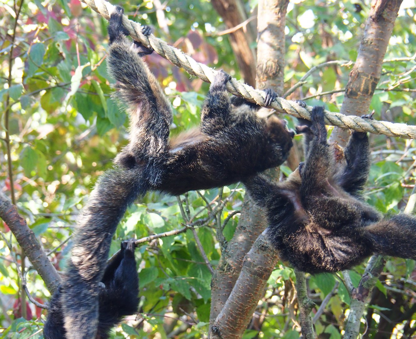 White-faced sakis (Pithecia pithecia) hanging around (Oct 13th, 2018)