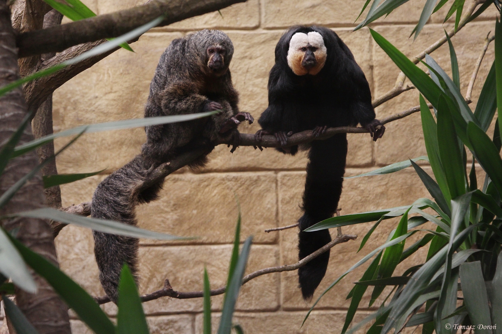 White-faced Sakis (Pithecia pithecia)