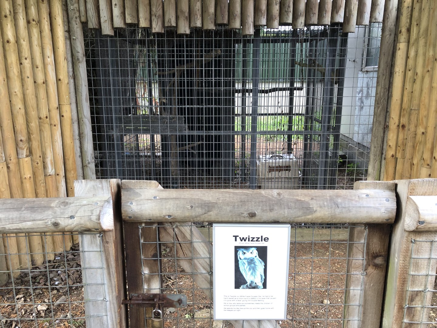 White-faced Scopes Owl Aviary at Hamerton Zoo Park (October 2023)