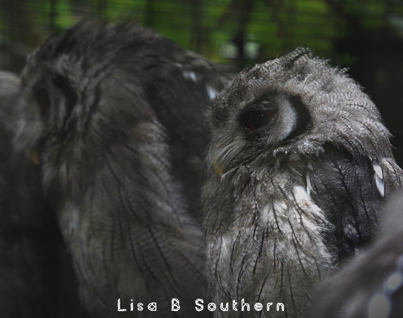 white faced scops owl - 04.07.2020