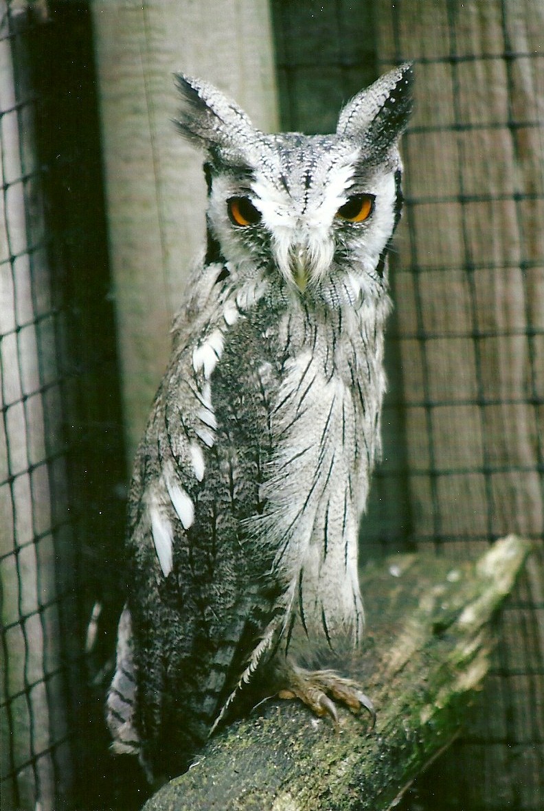 White-faced Scops Owl 11th September 2012