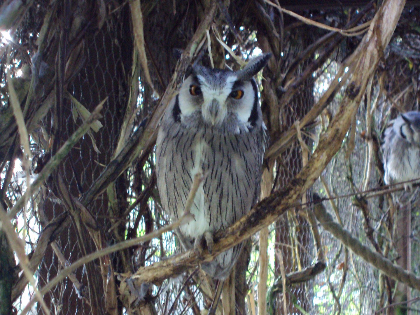 White-faced Scops Owl 22/12/2019