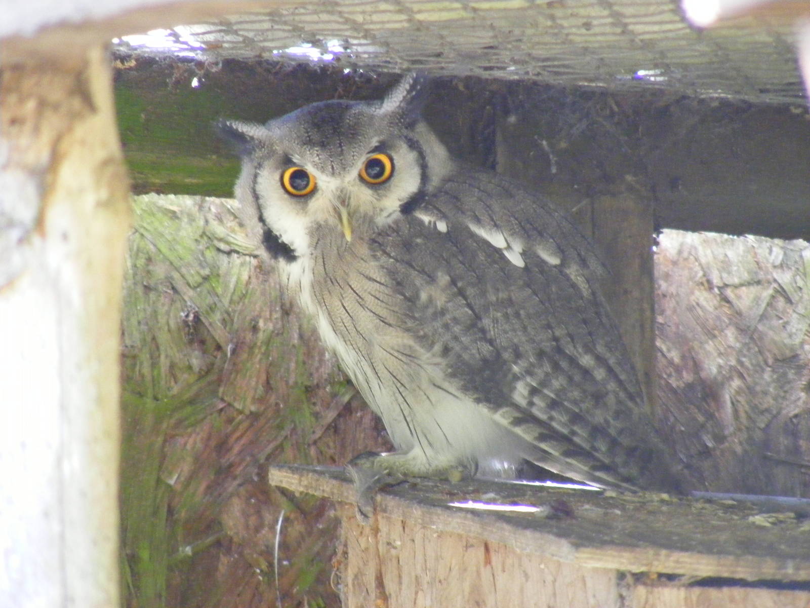White-faced scops owl at Hamerton Zoo, 12 September 2010