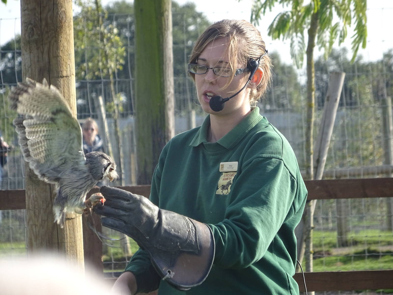 White-faced Scops Owl at the Animal Action Theatre at Yorkshire Wildlife Pa