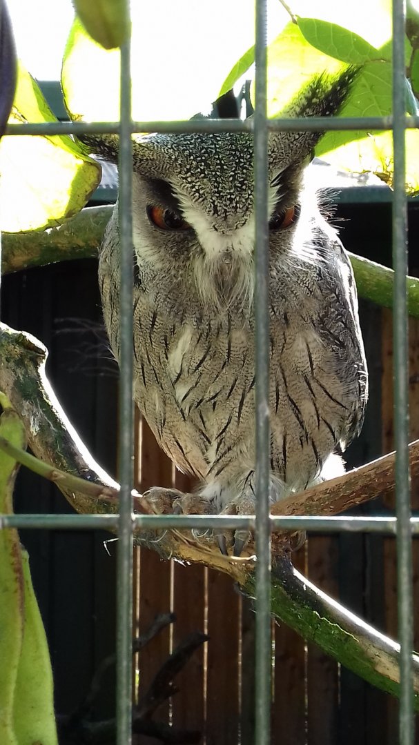 White-faced scops owl (Ptilopsis granti)