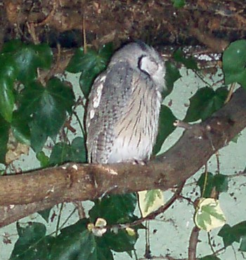 White-faced Scops Owl (Ptilopsis leucotis)