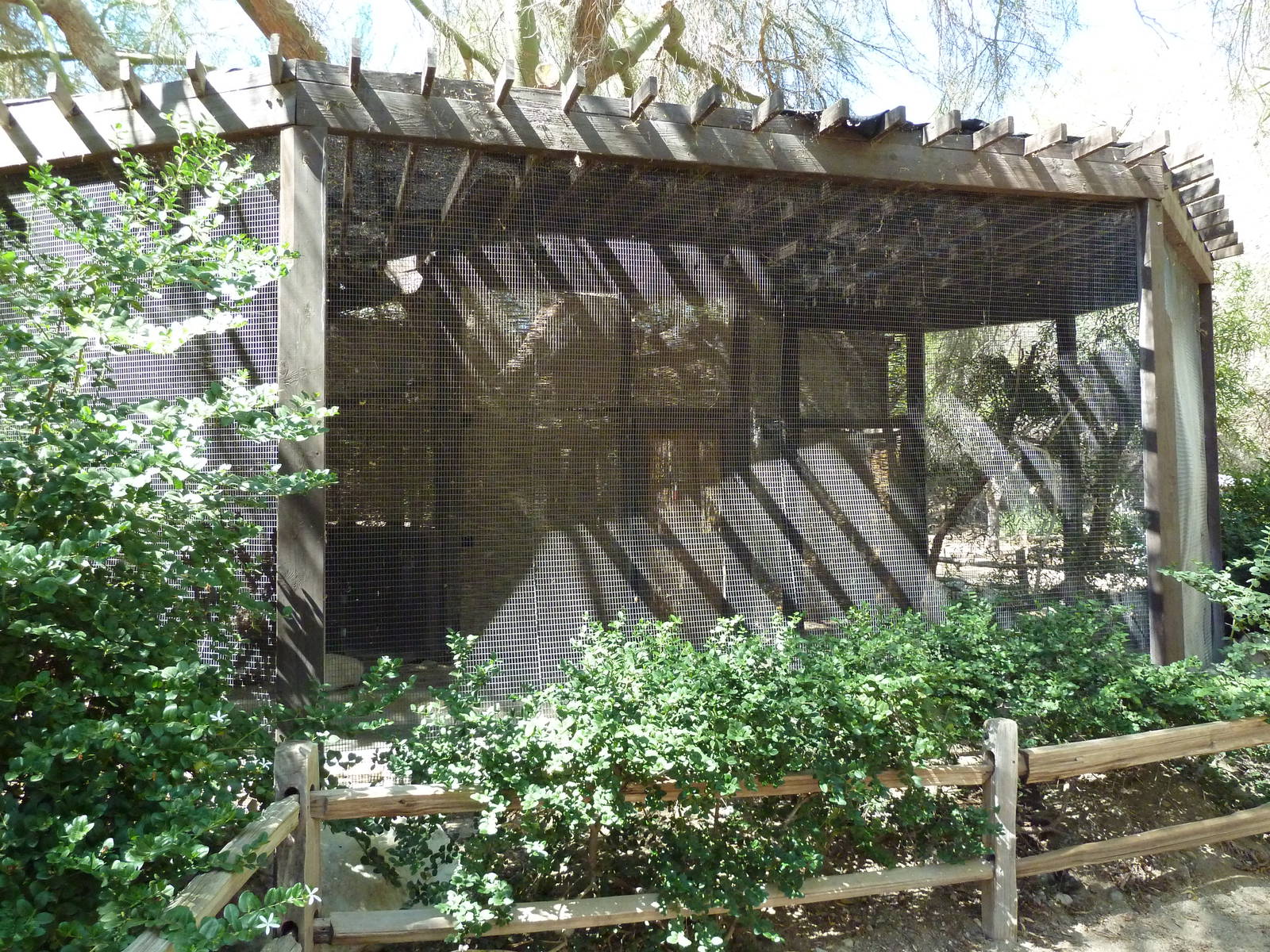 White-Faced Scops Owl/Spur-Winged Plover Exhibit