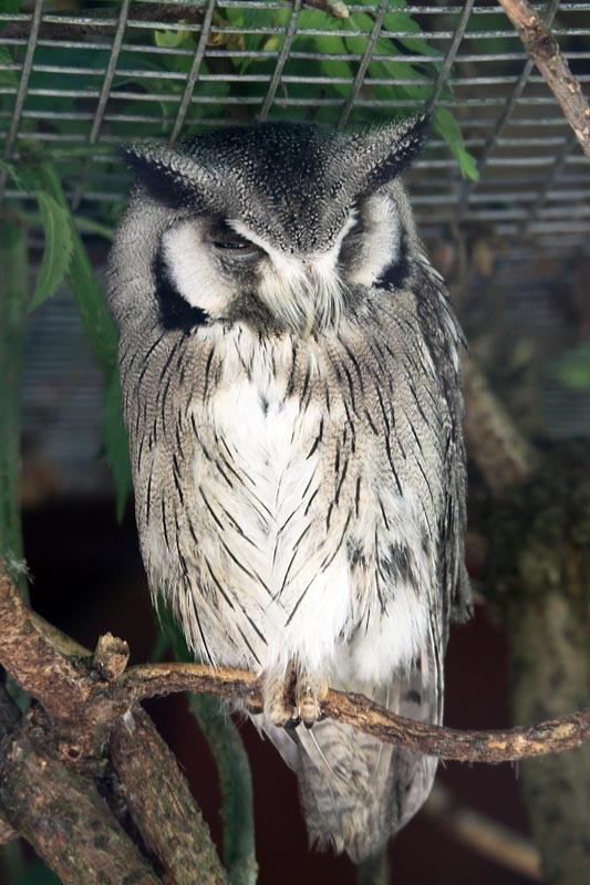 White-faced Scops Owl