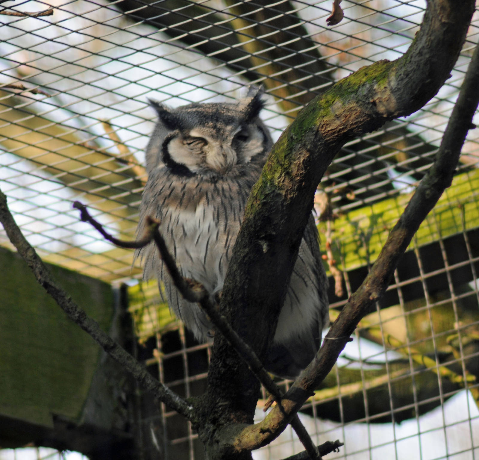WHITE FACED SCOPS OWL