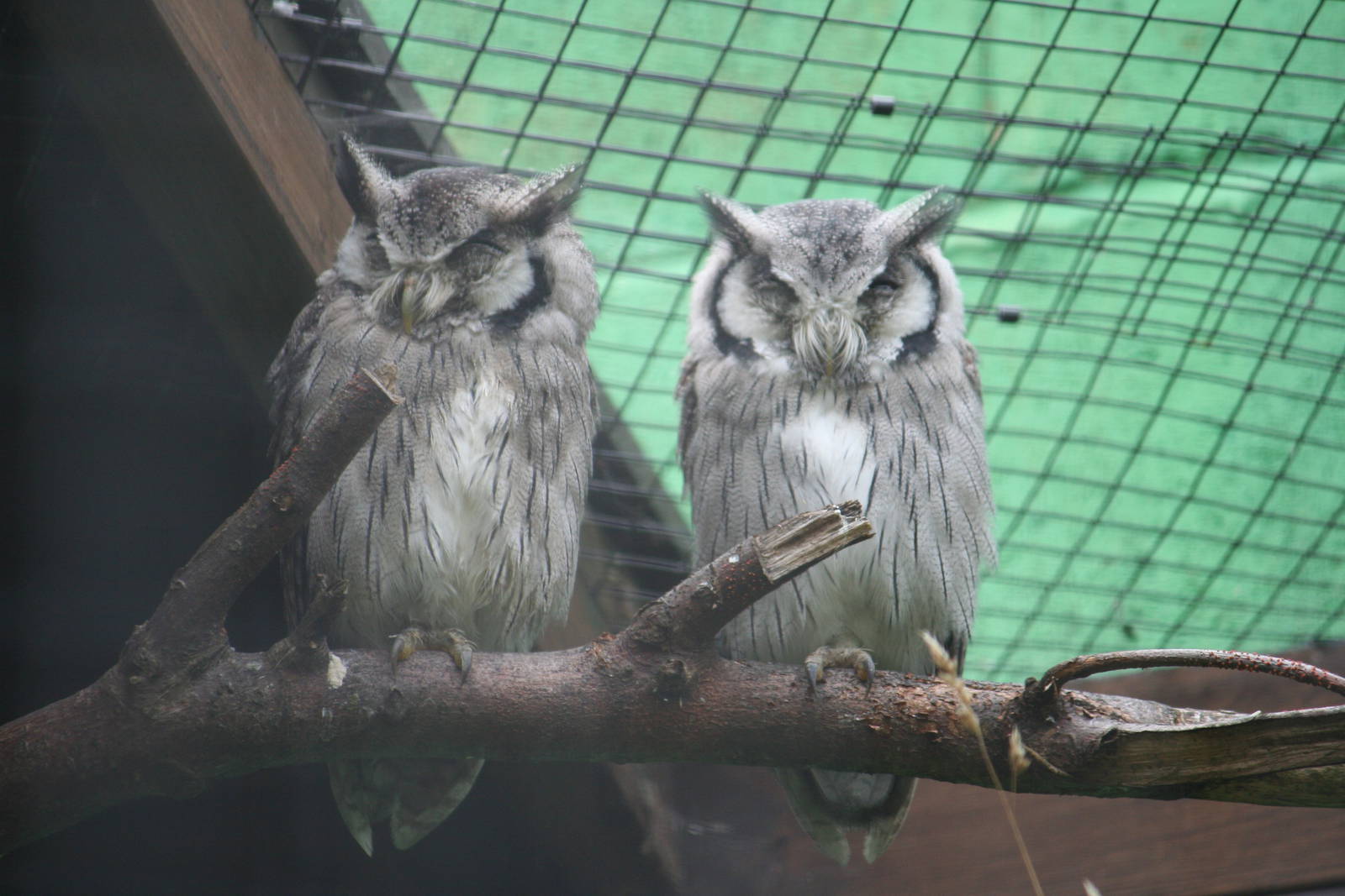 White-faced scops owl
