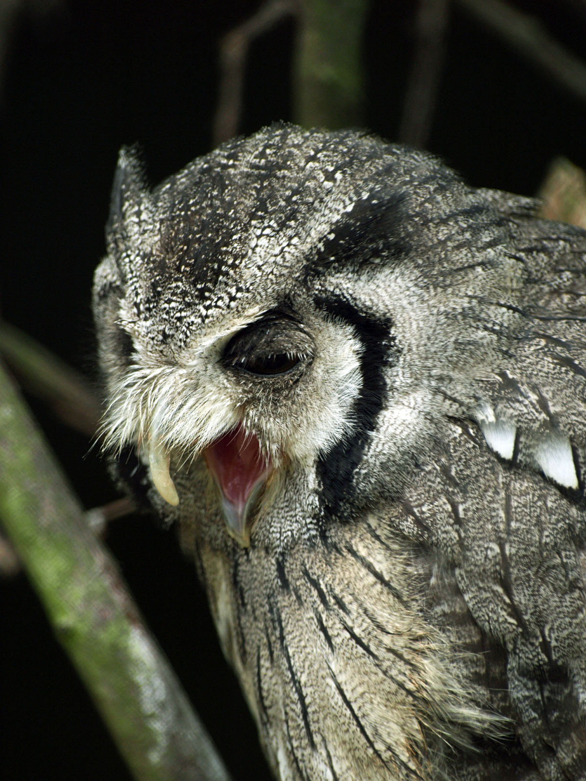 White-faced Scops owl