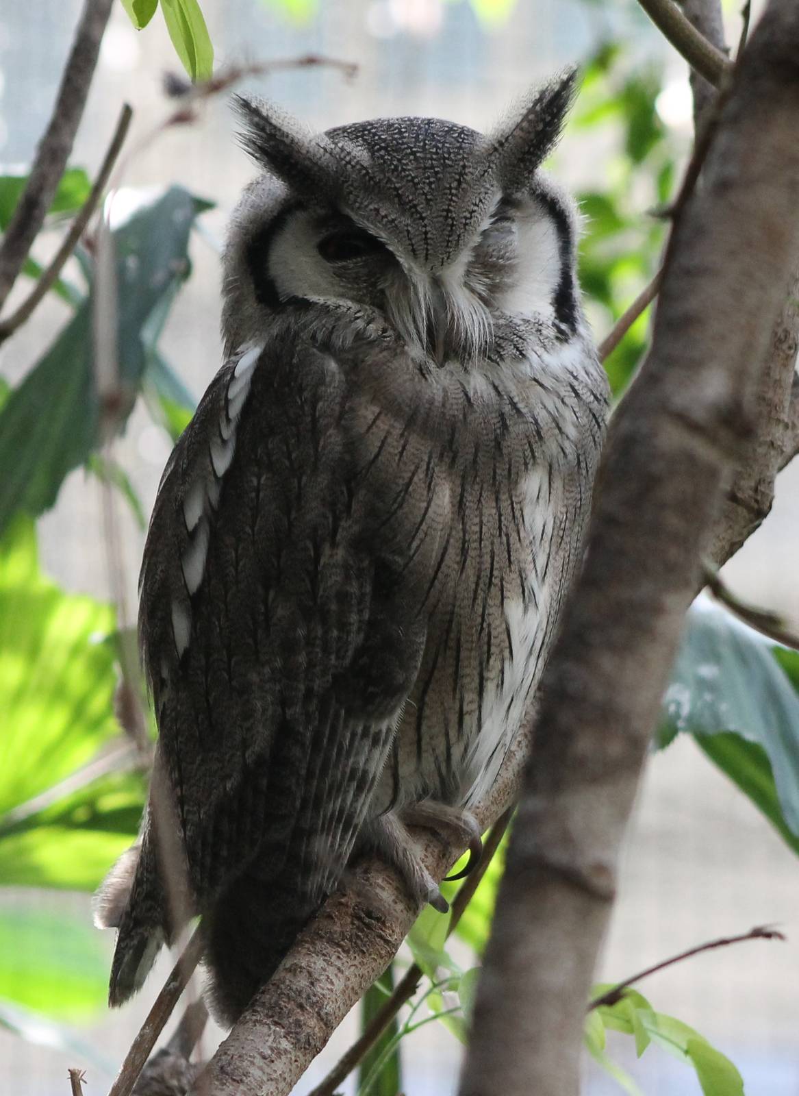 White-faced scops owl