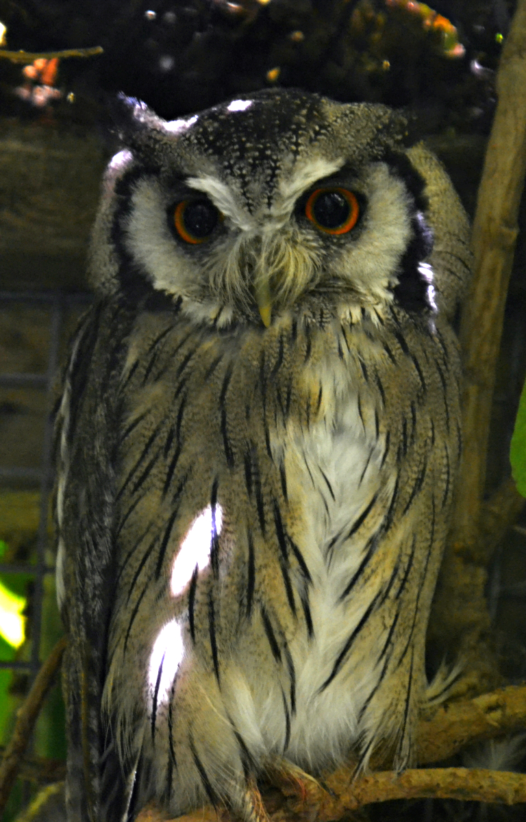 WHITE FACED SCOPS OWL