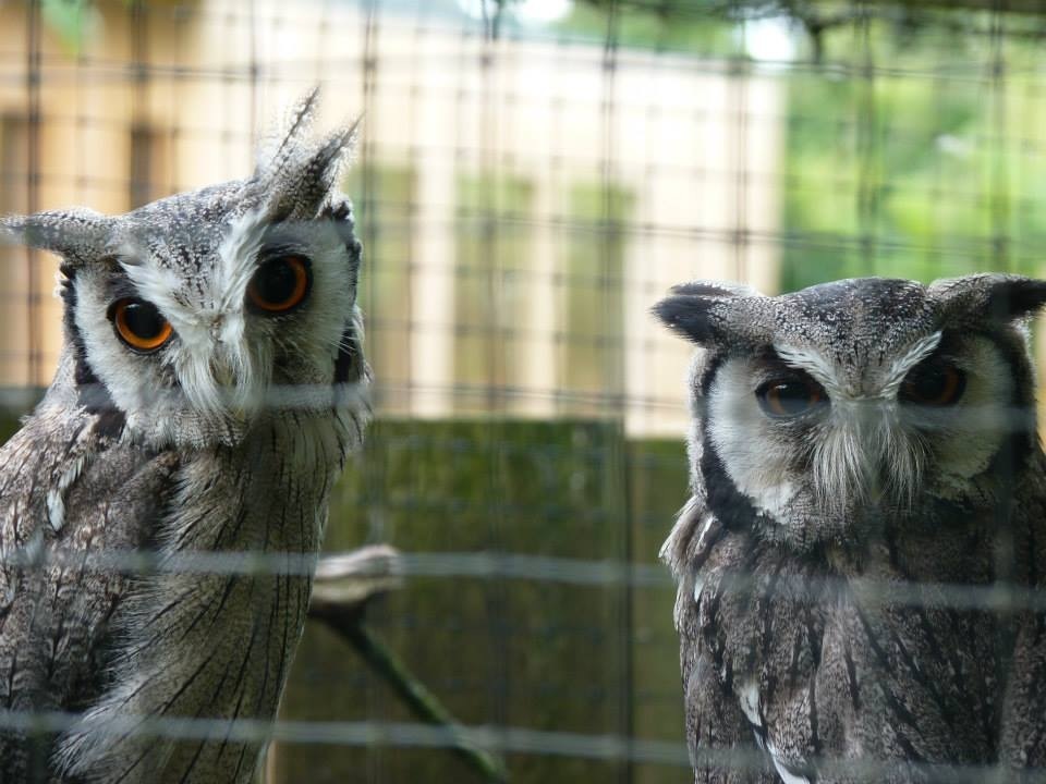 White faced scops owl