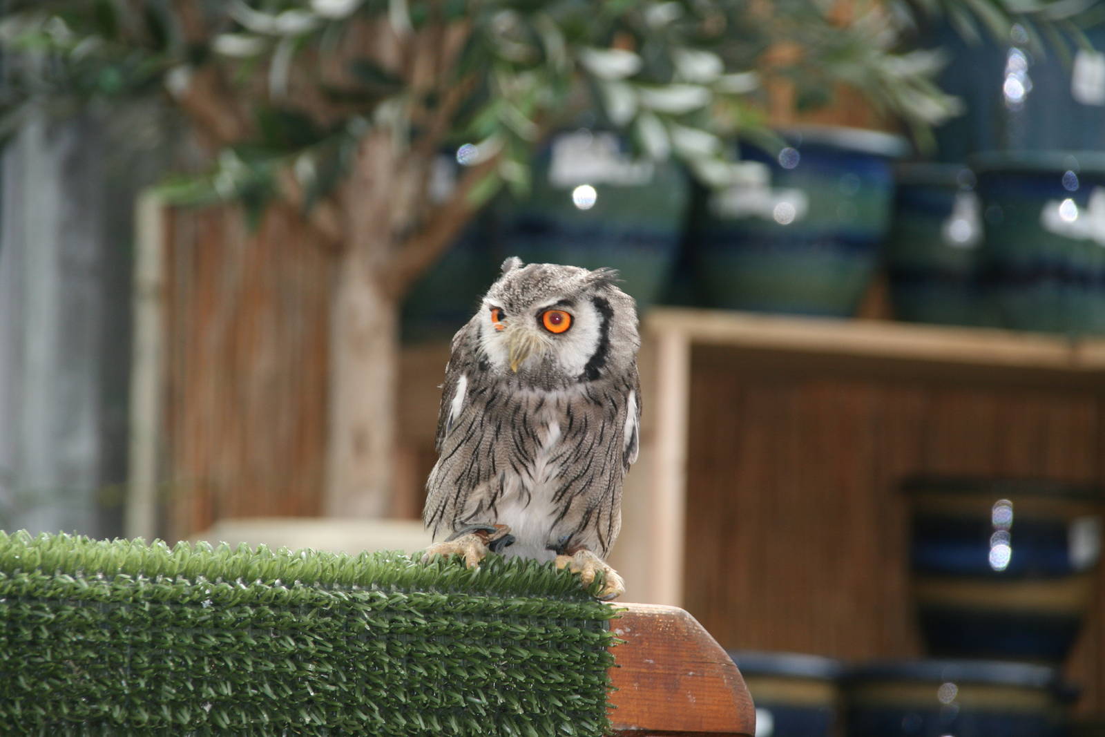 White-faced scops owl