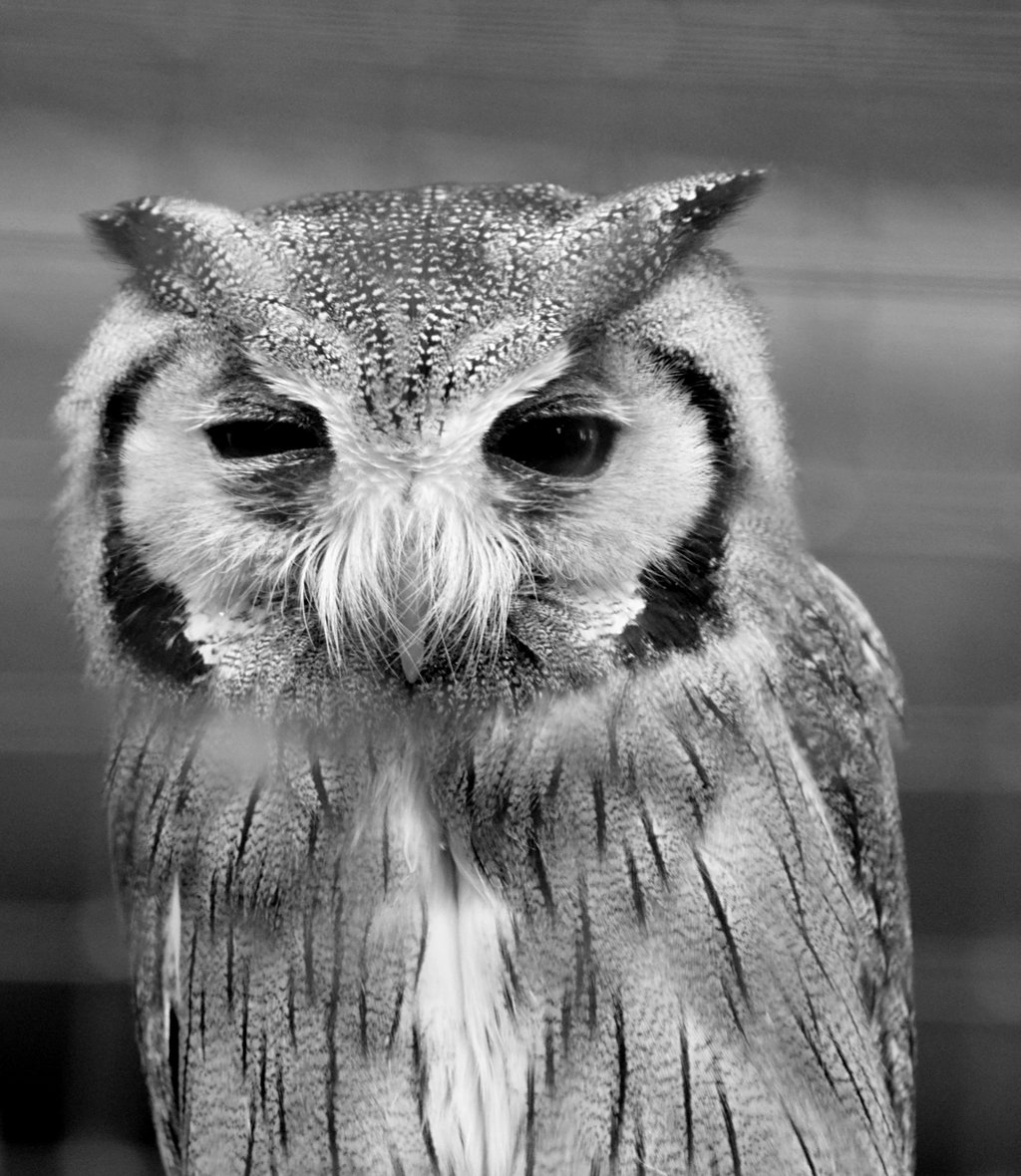 white faced scops owl