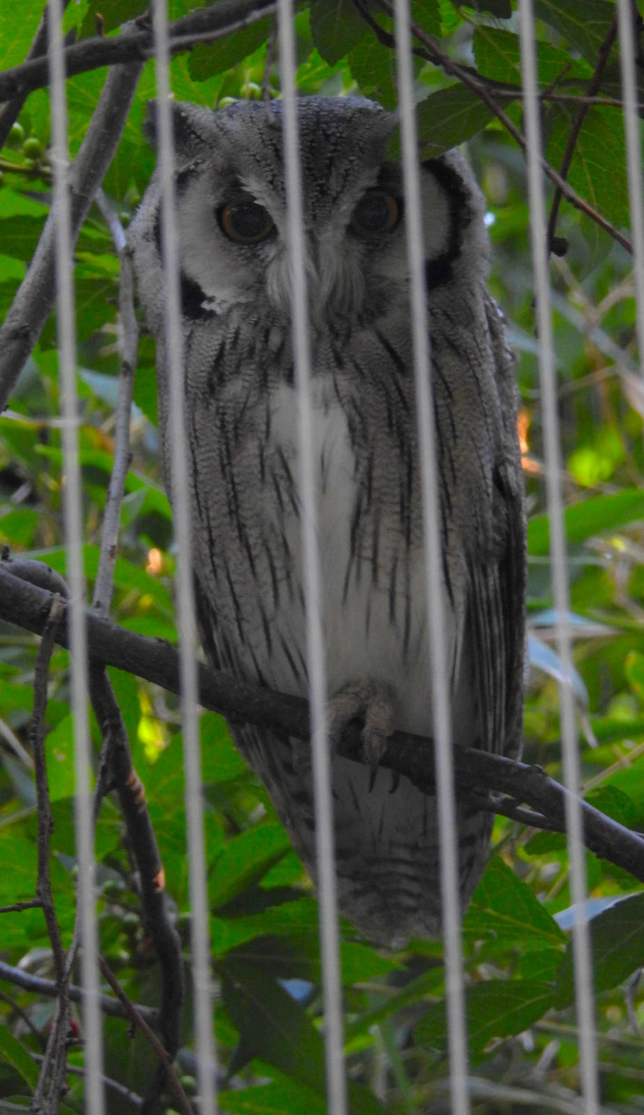White Faced Scops Owl