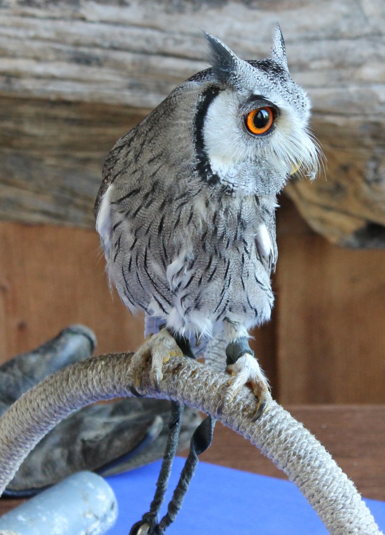 White-faced scops owl