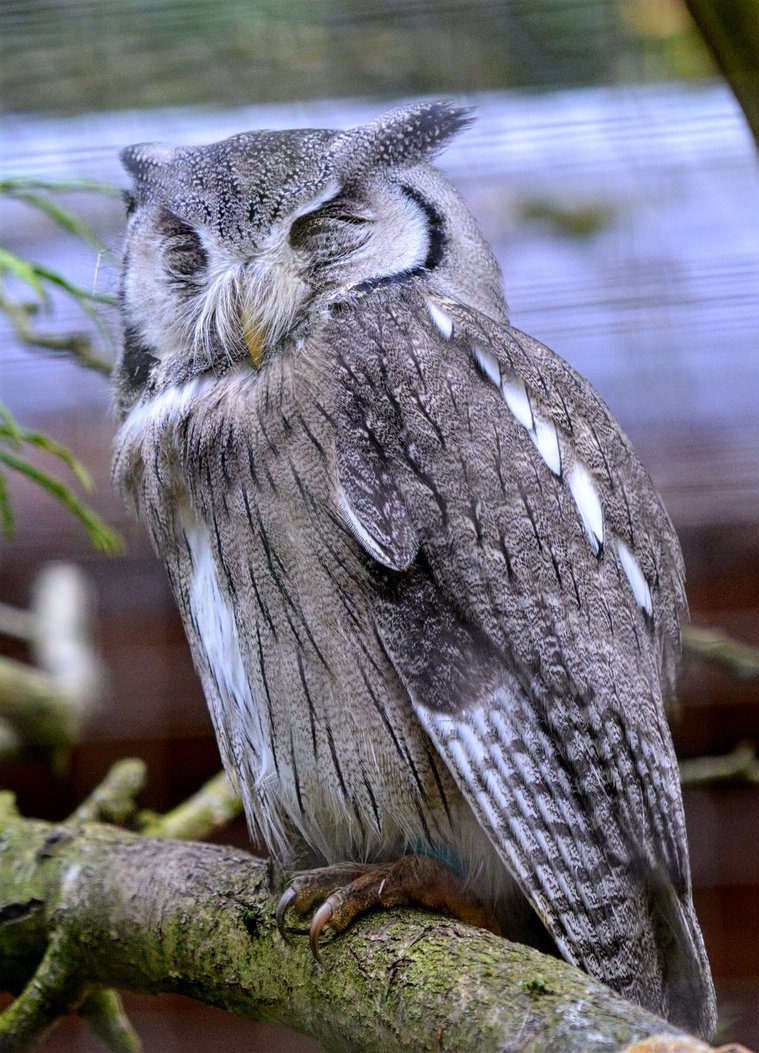 white faced scops owl
