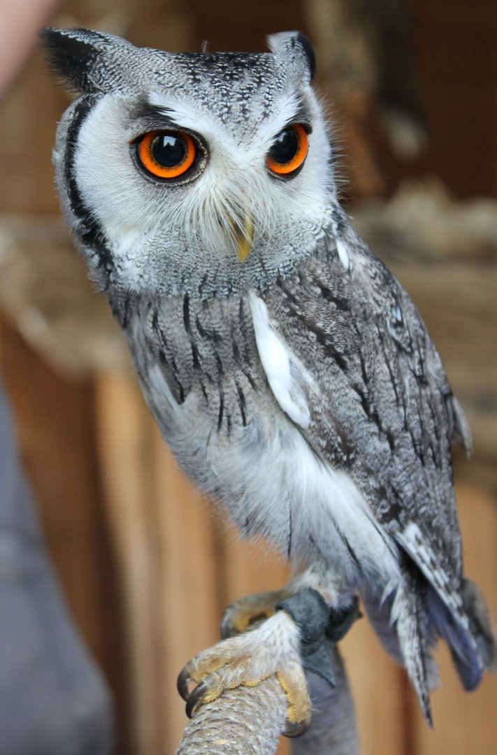 White-faced scops owl