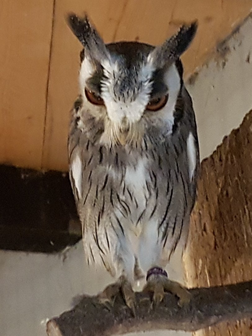 White-faced scops owl