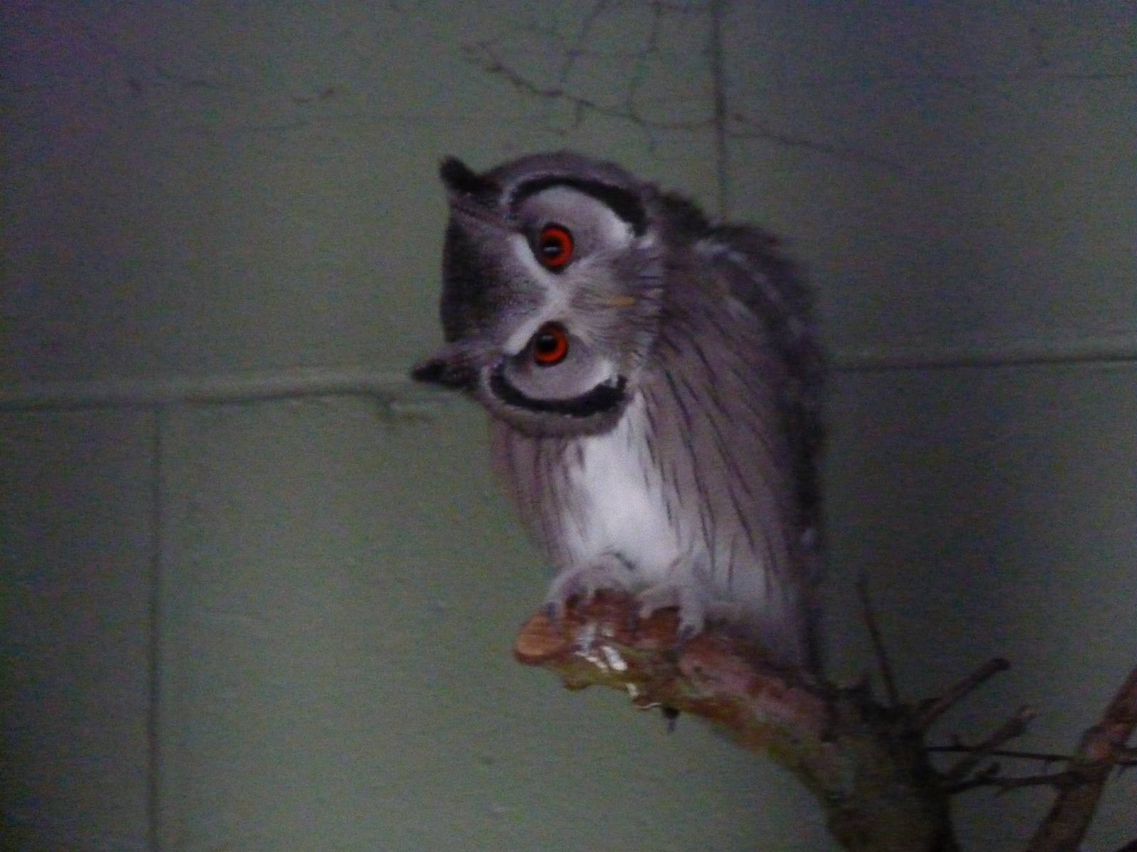 White-faced scops owl