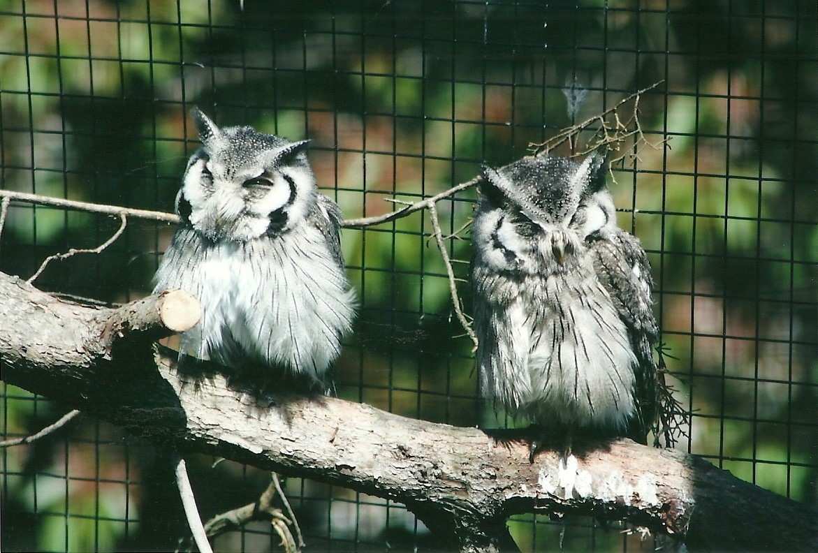 White-faced Scops Owls 19th May 2013