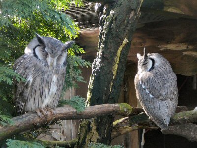 White faced scops owls