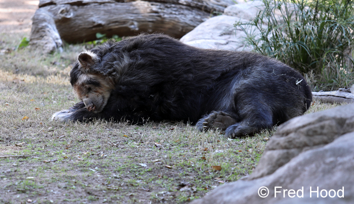 white faced spectacled bear