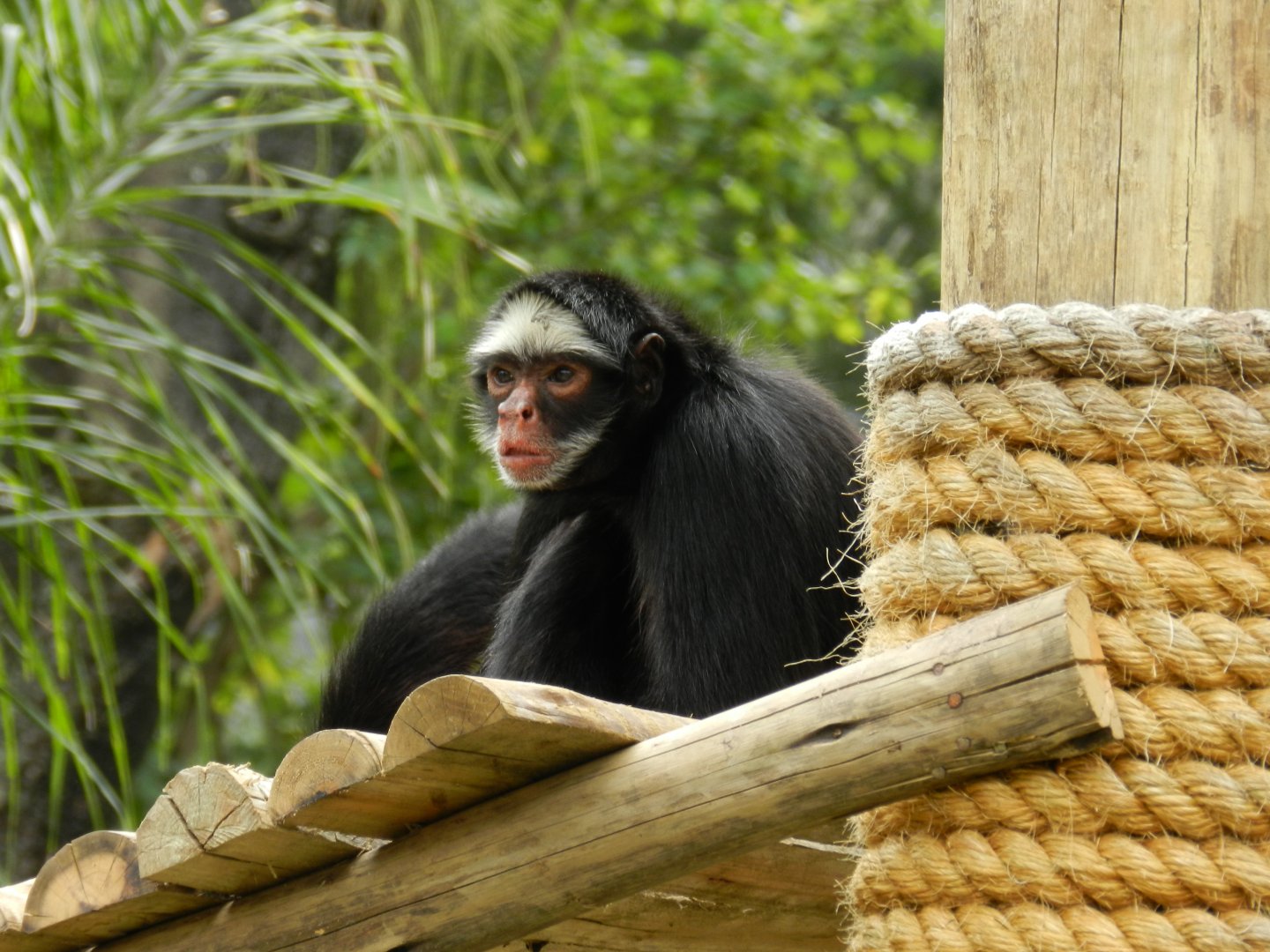 White-faced spider monkey - BioParque do Rio