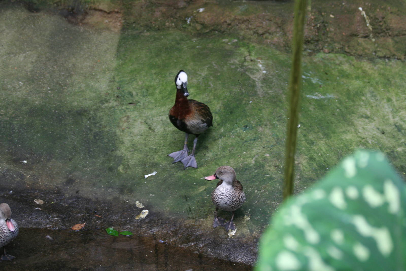 White-Faced Tree Duck and Cape Teal