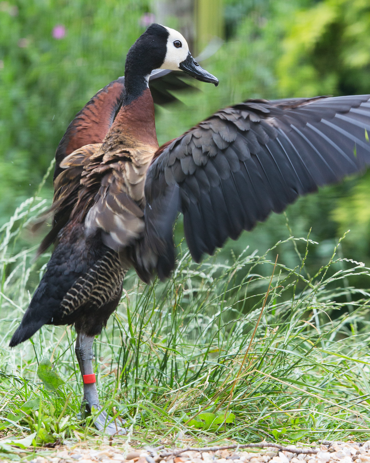 White-faced tree duck : Whipsnade : 11 Jul 2014
