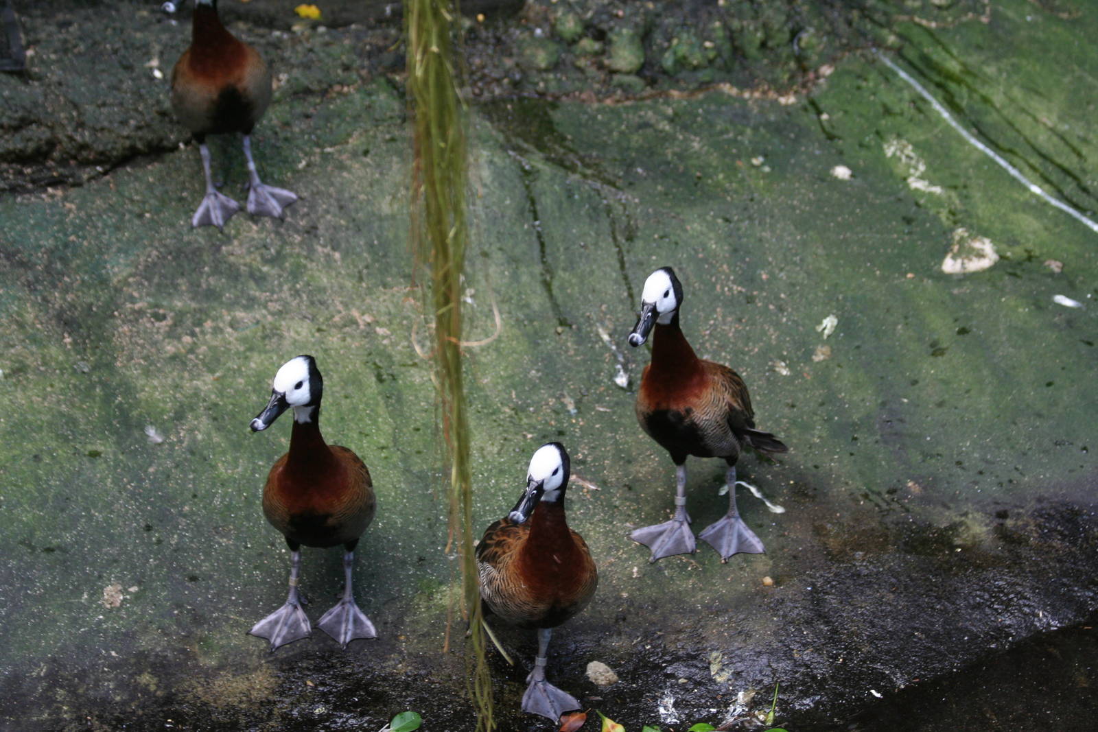 White-Faced Tree Duck