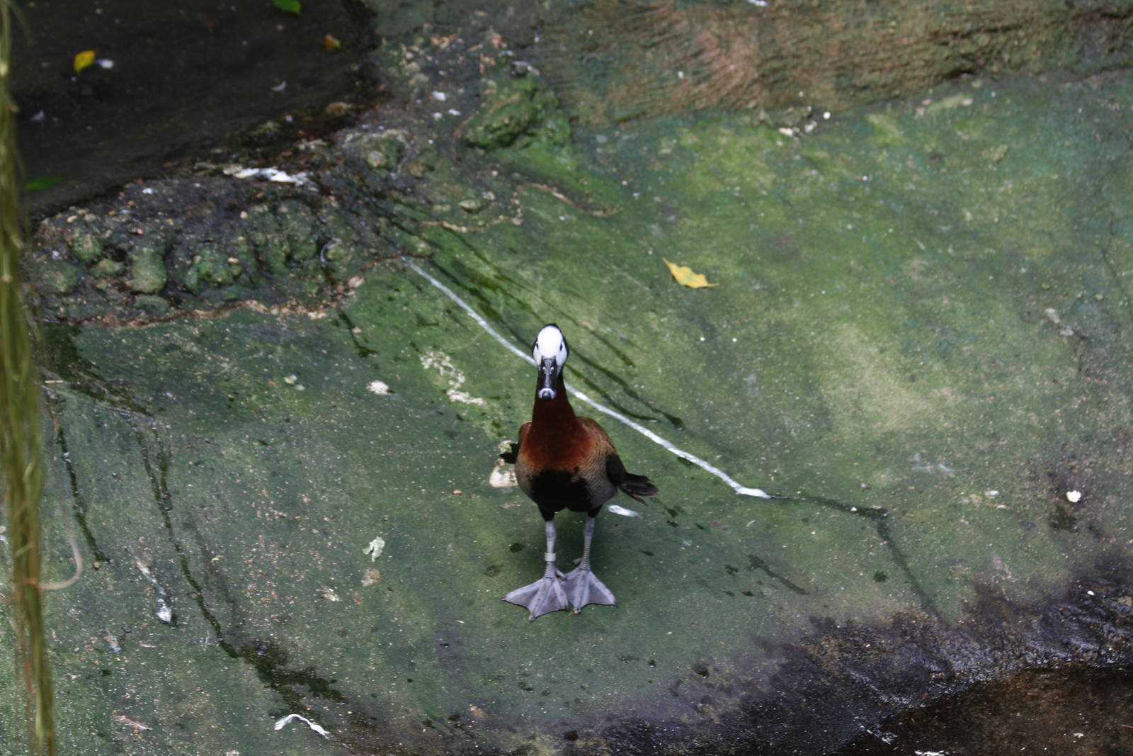 White-Faced Tree Duck