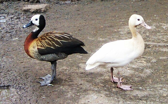 White-faced Tree-Duck