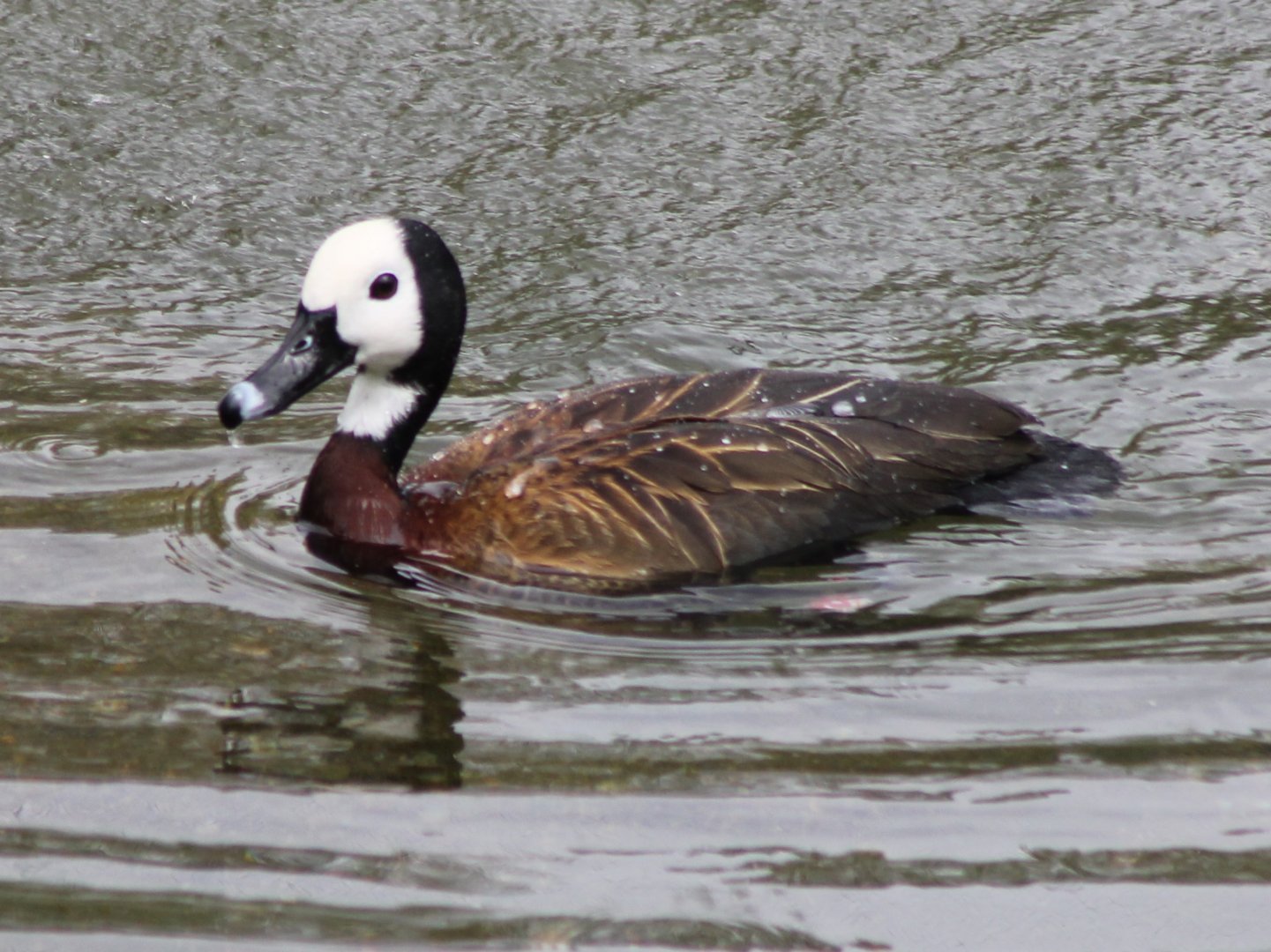 White-faced tree-duck