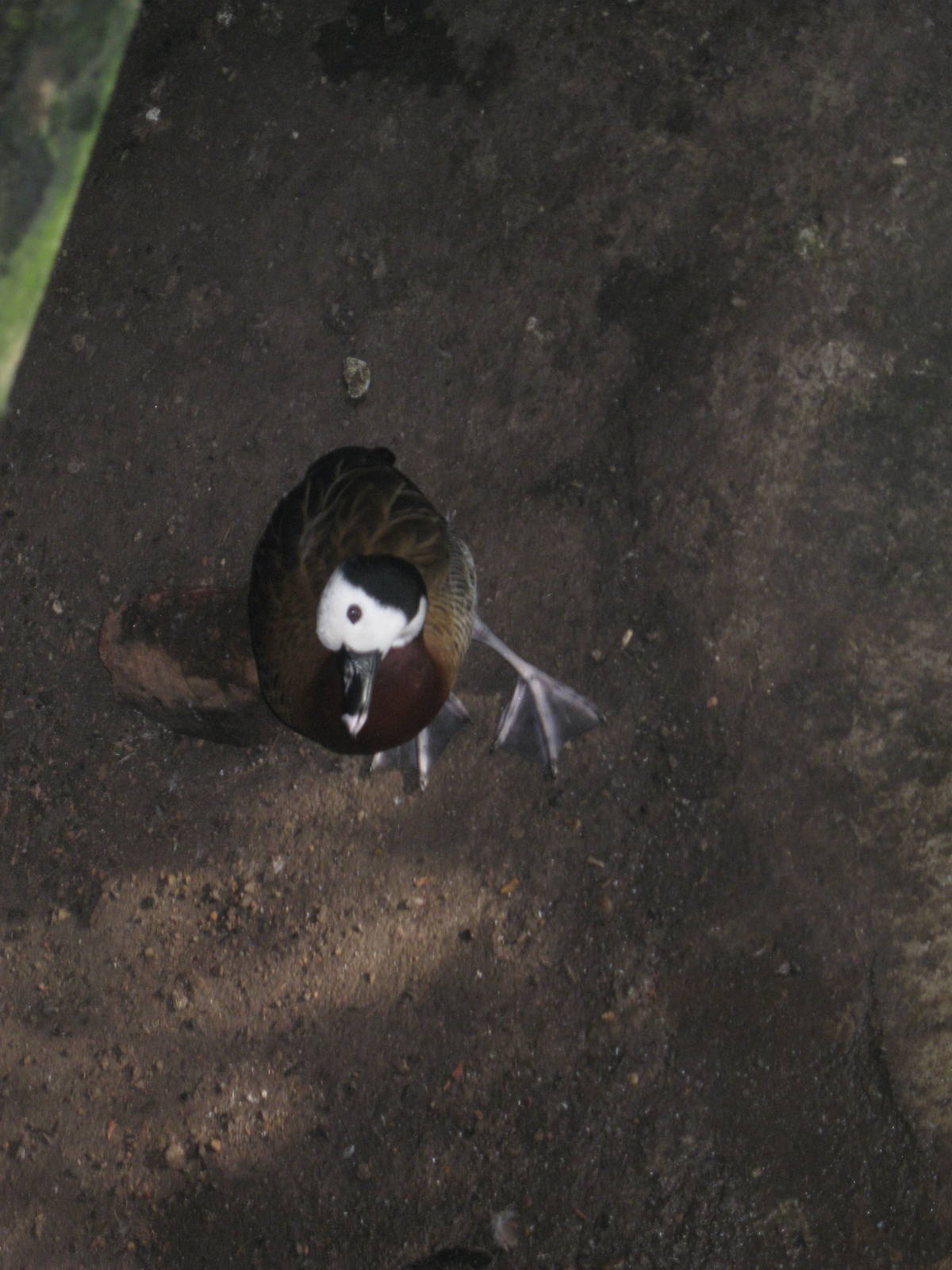 White-Faced Tree Duck