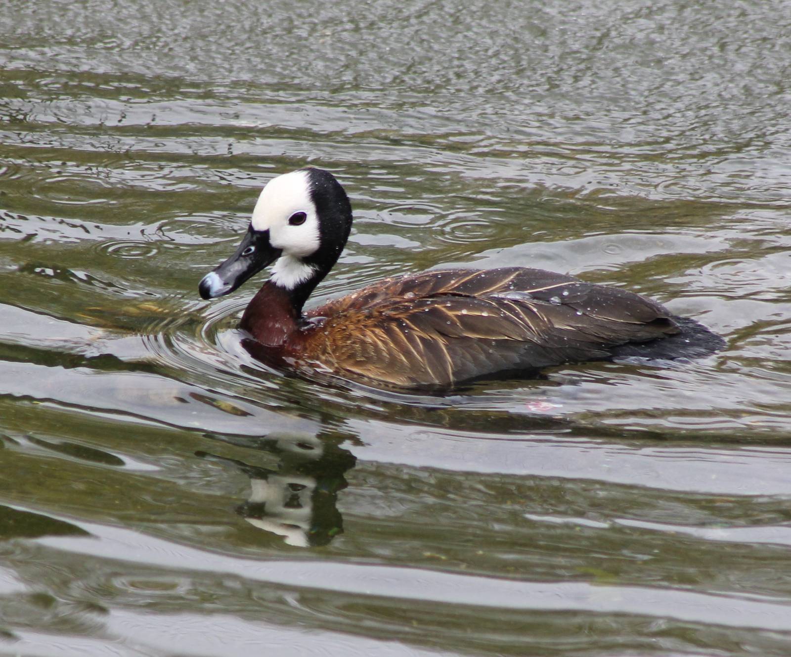 White-faced whisling duck