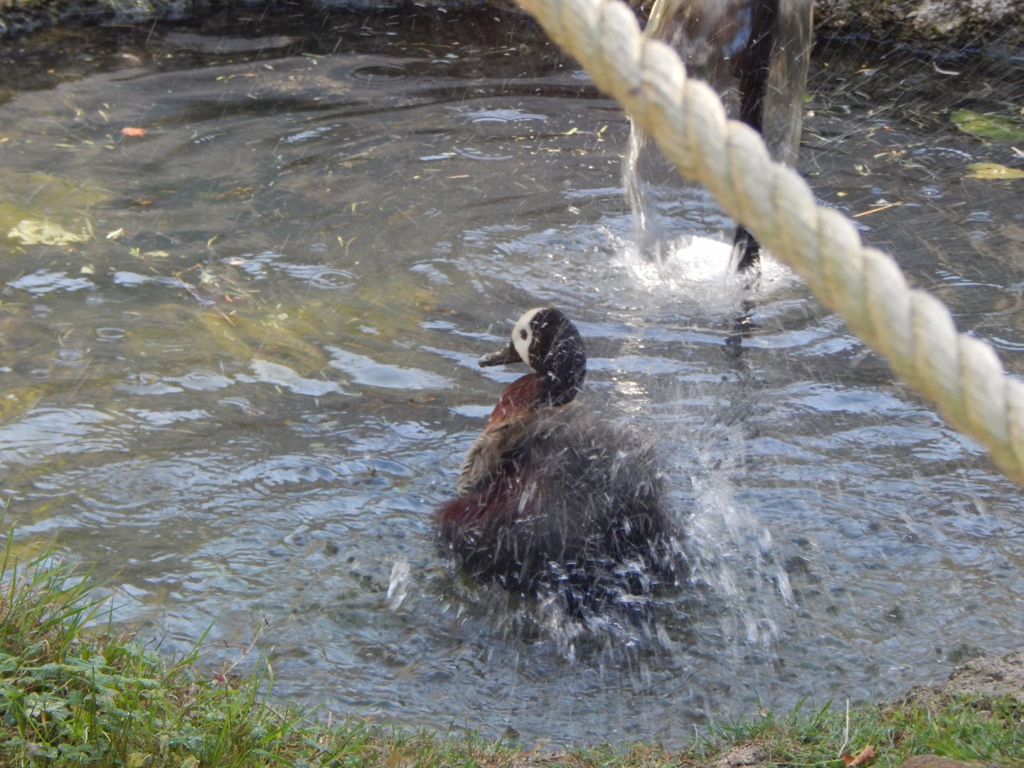 White-faced whistling duck 030964