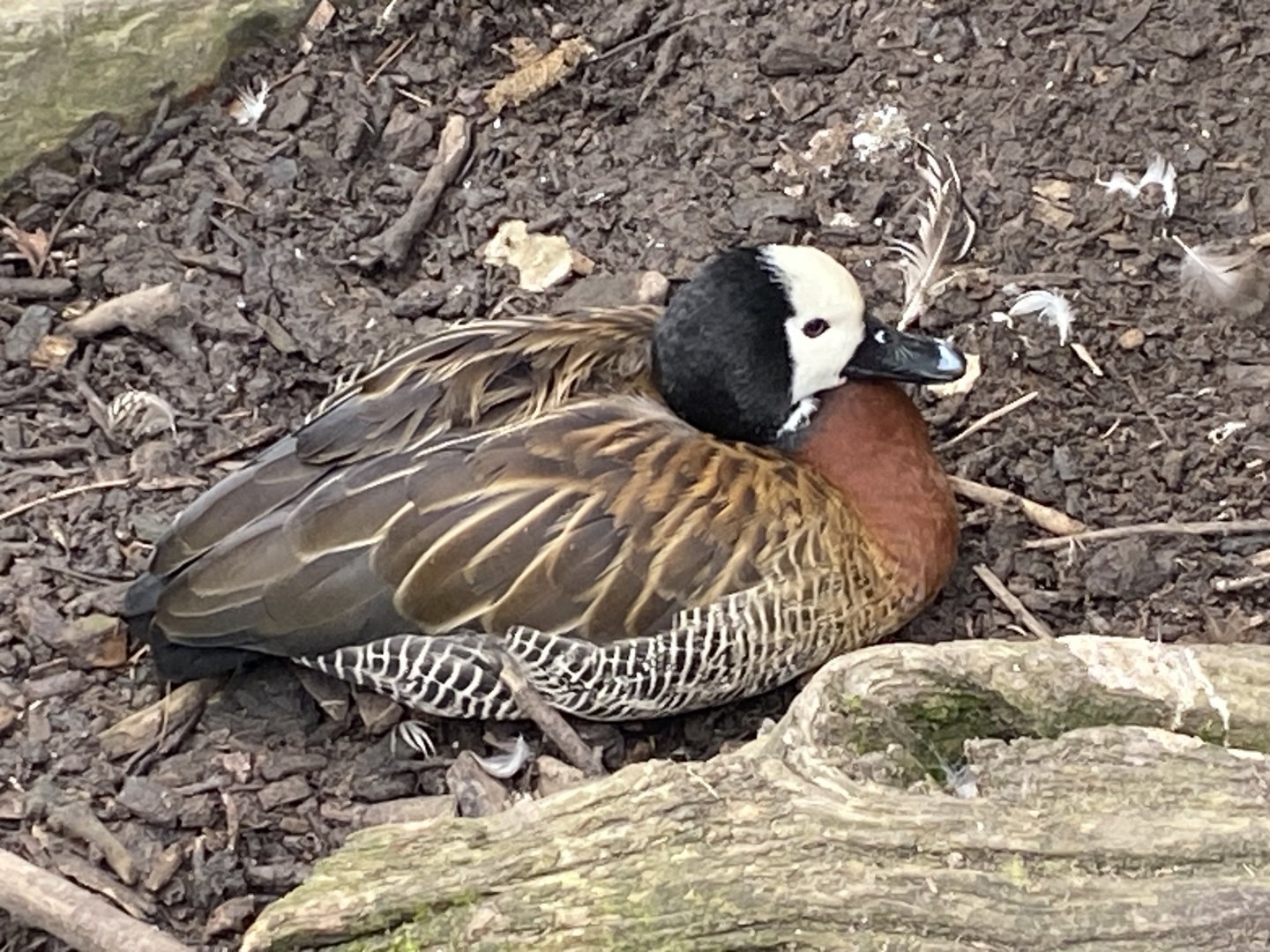 White-faced whistling duck 101025