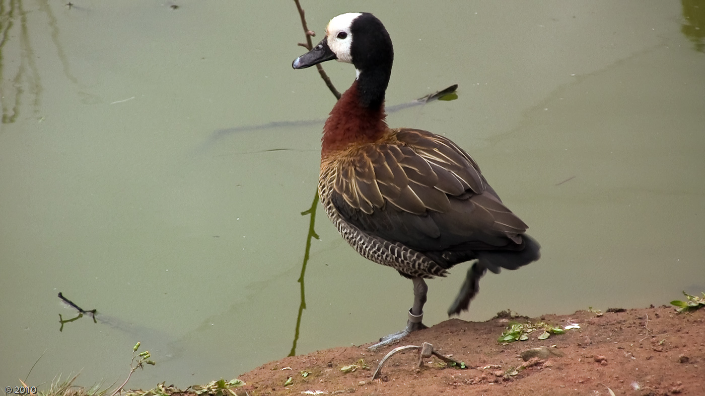 White-faced Whistling Duck - 13/04/2010